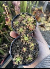 Pygmy Drosera, Mixed Species/hybrids, 2x Pots Posted Potted