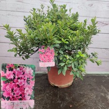 Evergreen Azalea Japonica Isabel Pink 4 Litre Pot Garden Plant Shrub