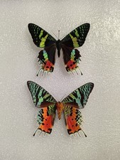 Chrysiridia rhipheus moth set