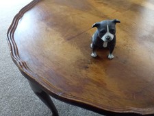 Leonardo collection Stafford shire bu'll terrier dog