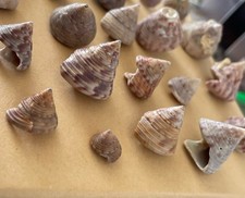 Mixed top shells spiral sea - shells, &