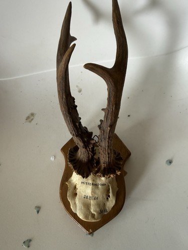 Nice vintage roe skull from - nice,
