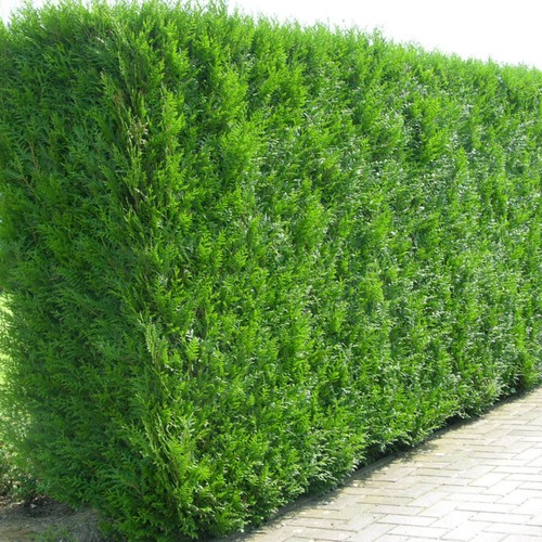 Western red cedar hedging - western,