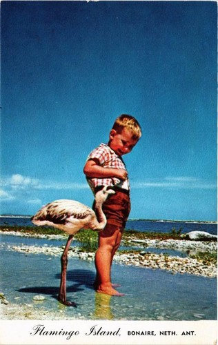 Cpm flamingo island bonaire - cpm,