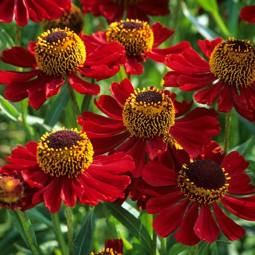 Organic helenium red ruby - red,