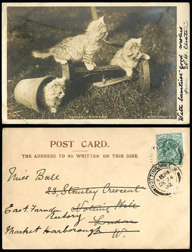 Cats kittens playful mowers - 3,