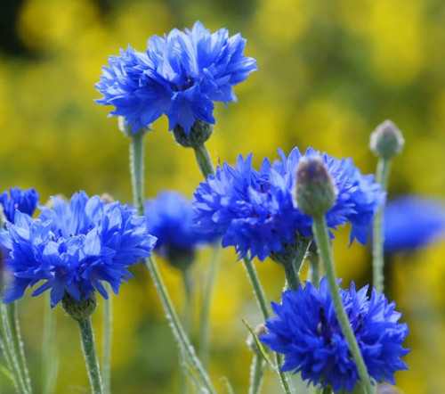 Blue cornflowers garden - x,