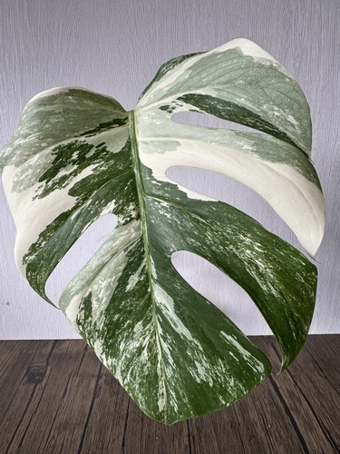 Monstera albo variegata - albo,