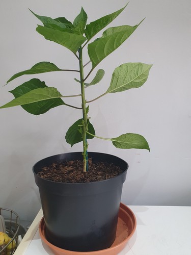 Bangladeshi naga chilli - bangladeshi,