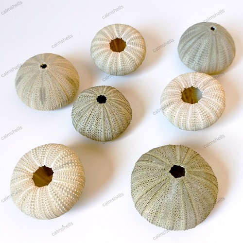 Natural green sea urchin - natural,