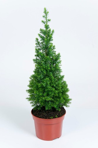 Mini christmas tree - mini,