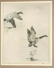 FRANK BENSON GEESE Print of an Etching Birds Wildfowl 1925