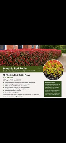 Photinia red robin - photinia,