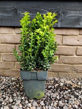 Buxus boxwood ball - 2l,