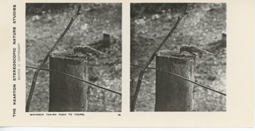 Antique kearton stereoscopic - kearton,