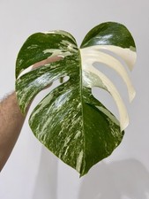 Variegated Monstera Albo