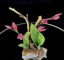 Boehm "Red Helleborine" Rare Wild Flower Porcelain Figurine Repaired Limited Edt