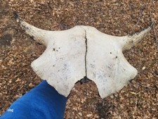 Bison Skull cap real historic