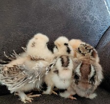 Satin Mille Fleúr Split