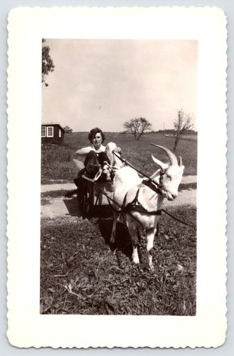 Goat cart rural farm family - cart,