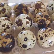 Fresh n Tasty Jumbo Coturnix Quail Eggs FREE SHIPPING!!!