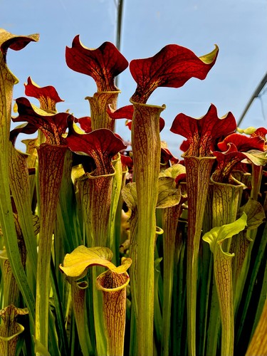 Sarracenia alata red flava - sarracenia, x