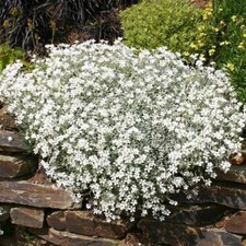 Flower - SNOW IN SUMMER - CERASTIUM TOMENTOSUM - 300 Premium Quality Seeds - 1st