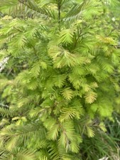 Metasequoia glyptostroboides  - Dawn Redwood  - Rare Living Fossil Tree 9cm pot