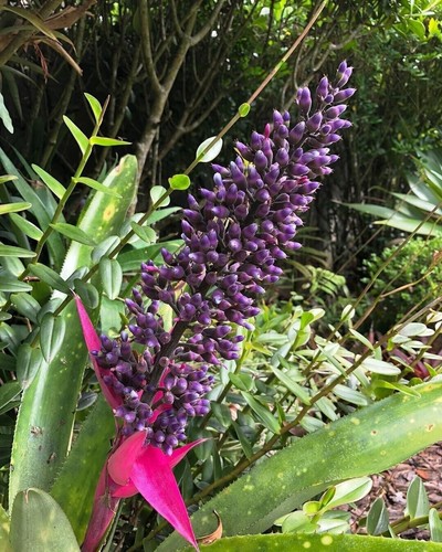 Stiffleaf bromeliad aechmea - stiffleaf,