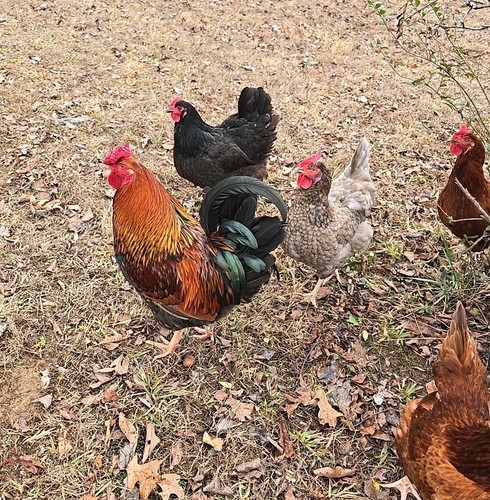 Barnyard mix variety color - 6+,