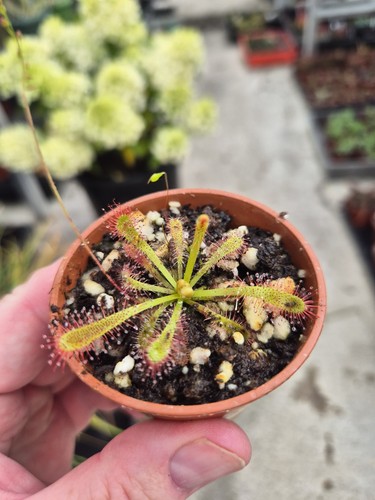 Drosera spatulata aliciae - x,