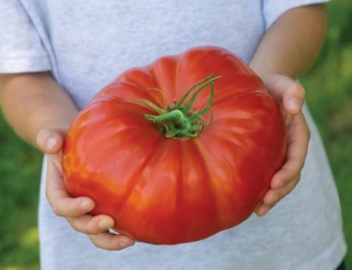 Bare root giant - 12, tomato