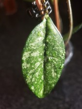 Hoya Crassipetiolata Silver