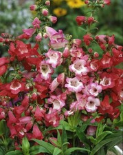 6 Penstemon Crown Mixed Hardy Cut Flower Perennial Garden Plug plants