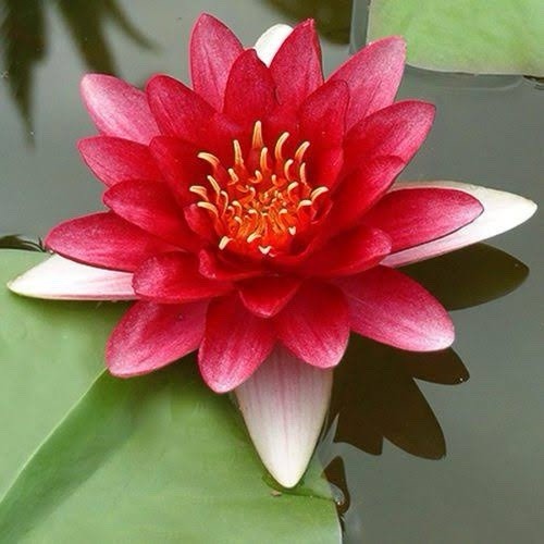 Red water lily live aquatic - red,