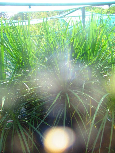 5ft torbay palm - 5ft,