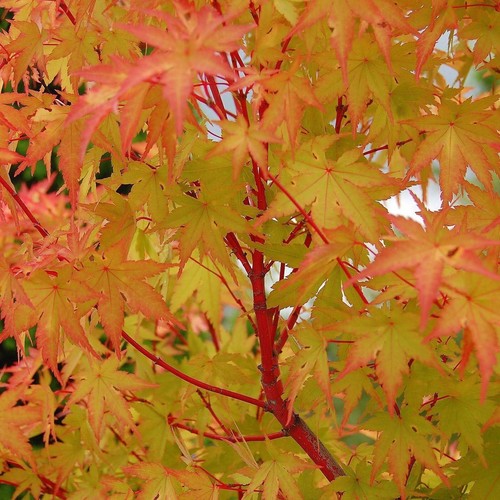 Acer tree rare - acer,