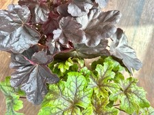Heuchera Plant | Live Coral Bells Perennial | Outdoor Plant | Easy Care Shade