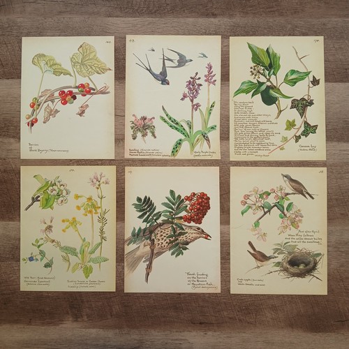 Country floral nature - country,