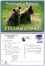 Yellowstone Grizzly Bear Cubs