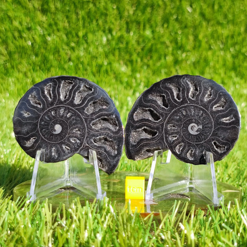 Polished ammonite fossil rare