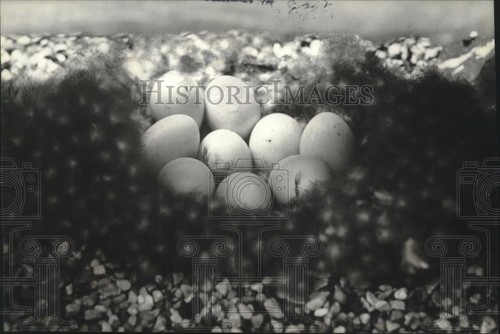 1980 press photo - 1980, mallard
