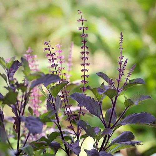 Indian tulsi seed plant - seed,