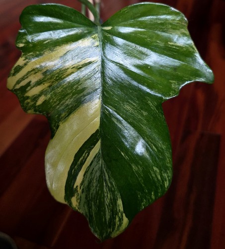 Rare philodendron florida - philodendron,