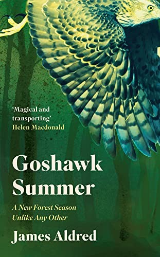 Goshawk summer new forest - goshawk, a