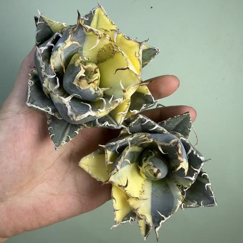 2pcs sale rare - rare, plant