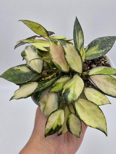 Rare hoya nabawanensis - hoya,
