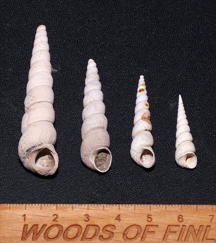 Eocene gastropod haustator - gastropod,