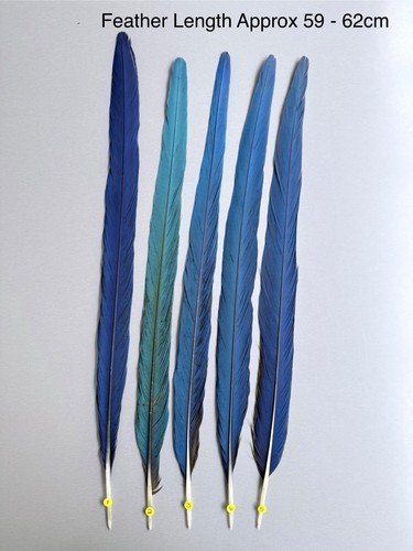 Parrot macaw feather crafts - feather,