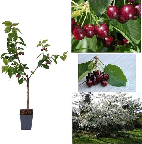 Cherry tree prunus - tree, avium